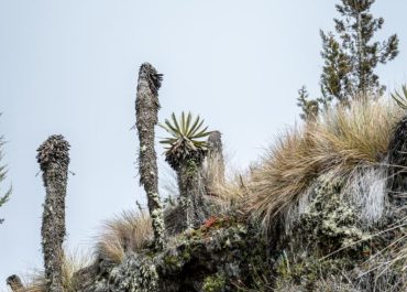 “Turismo sostenible: por qué viajar al Tolima también ayuda al planeta”